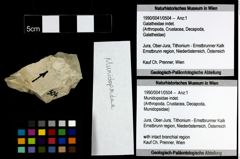 Foto (Objekt + Etiketten) von Munidopsidae indet. 